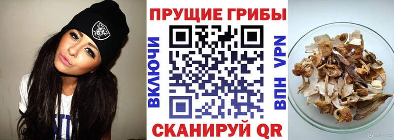 Псилоцибиновые грибы Psilocybine cubensis наркотики Юрьевец